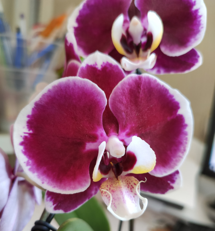 Орхидея Phalaenopsis Red Swan, midi 