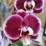 Орхидея Phalaenopsis Red Swan, midi 