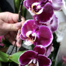 Орхидея Phalaenopsis Red Swan, midi 