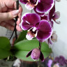 Орхидея Phalaenopsis Red Swan, midi 
