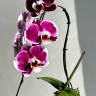 Орхидея Phalaenopsis Red Swan, midi 