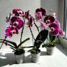 Орхидея Phalaenopsis Red Swan, midi 