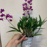 Орхидея Dendrobium Berry Oda 