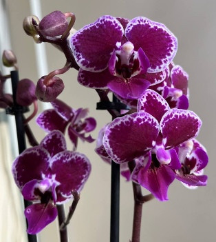 Орхидея Phal. Chia E Yenlin variegata, multiflora (отцвел)