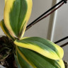 Орхидея Phal. Chia E Yenlin variegata, multiflora (отцвел)