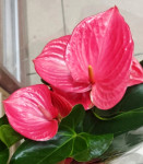 Anthurium Melito