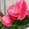 Anthurium Melito