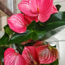 Anthurium Melito