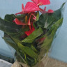 Anthurium Melito