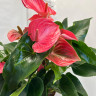 Anthurium Melito