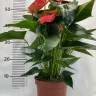 Anthurium Melito