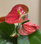 Anthurium Arthur