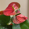 Anthurium Arthur