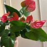 Anthurium Arthur