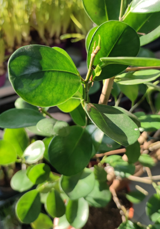 Фикус Moclame (детка)