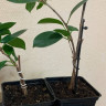 Фикус Moclame (детка)