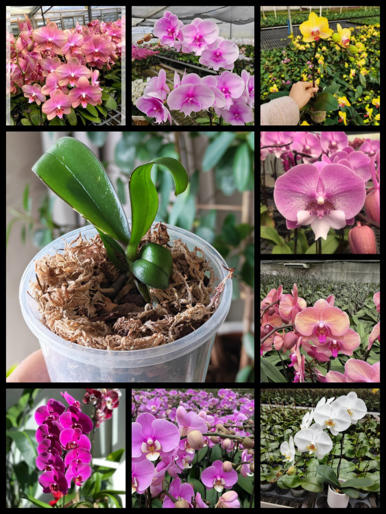 Орхидея Phalaenopsis mix (детка)
