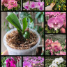Орхидея Phalaenopsis mix (детка)