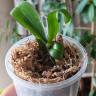Орхидея Phalaenopsis mix (детка)