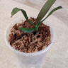 Орхидея Phalaenopsis mix (детка)