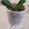 Орхидея Phalaenopsis mix (детка)