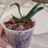 Орхидея Phalaenopsis mix (детка)