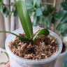 Орхидея Phalaenopsis mix (детка)
