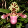 Орхидея Paphiopedilum henryanum