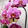 Орхидея Phalaenopsis Sacrifice