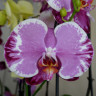 Орхидея Phalaenopsis Sacrifice (отцвёл)