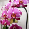 Орхидея Phalaenopsis Sacrifice (отцвёл)