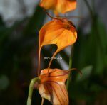 Орхидея Masdevallia