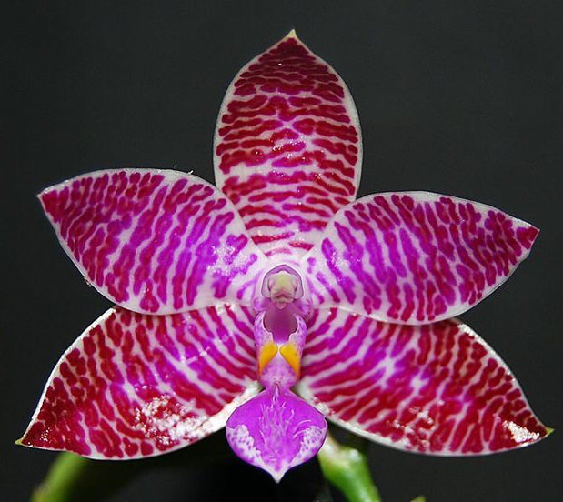 Орхидея Phalaenopsis lueddemanniana (еще не цвёл) 