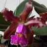 Орхидея Cattleya schilleriana (отцвела) 