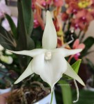 Орхидея Angraecum Veitchii 
