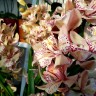 Орхидея Cymbidium Tri Lips 