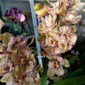 Орхидея Cymbidium Tri Lips 