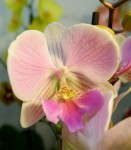 Орхидея Phalaenopsis Manta Maldives, Big Lip 