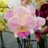 Орхидея Phalaenopsis Manta Maldives, Big Lip 