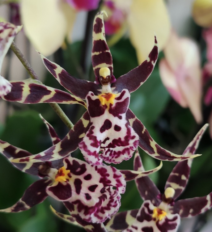 Орхидея Oncidium Titanium Treasure brown (отцвел)