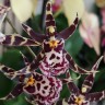 Орхидея Oncidium Titanium Treasure brown (отцвел)