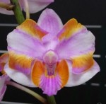 Орхидея Phalaenopsis pulcherrima '525' (еще не цвел)    