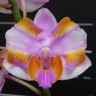 Орхидея Phalaenopsis pulcherrima '525' (еще не цвел)    