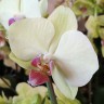 Орхидея Phalaenopsis Green Crystal (отцвел)