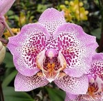 Орхидея Phalaenopsis Sogo Diamond 'HLW' (отцвел)