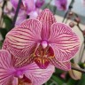 Орхидея Phalaenopsis  Jupiter 