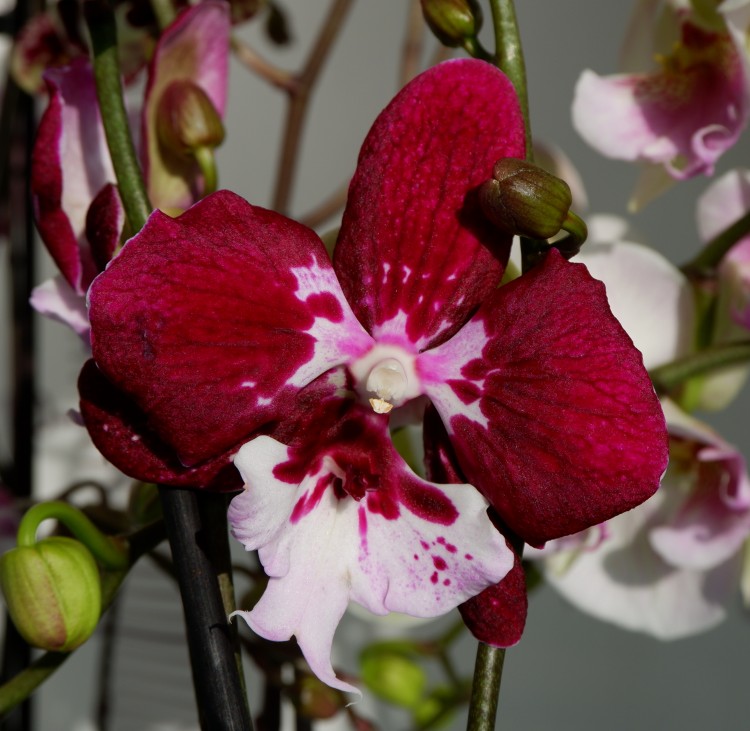 Орхидея Phalaenopsis Big Lip               