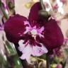 Орхидея Phalaenopsis Big Lip               