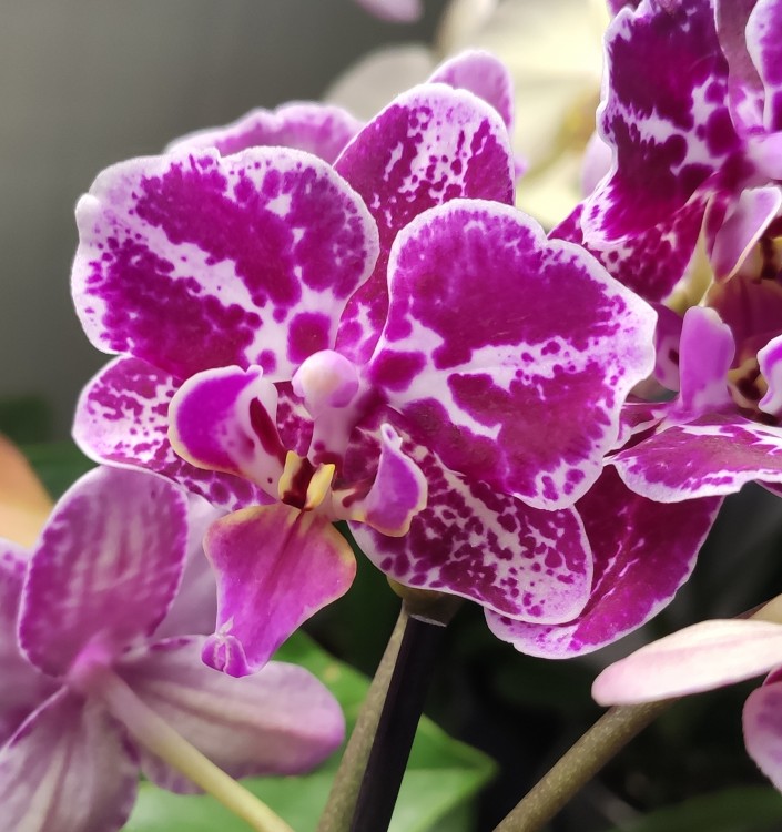 Орхидея Phalaenopsis, multiflora (отцвел) 