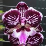 Орхидея Phalaenopsis Miki Lord, big lip (еще не цвел)    